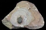 Pseudocryphaeus (Cryphina) Trilobite - Lghaft, morocco #75567-3